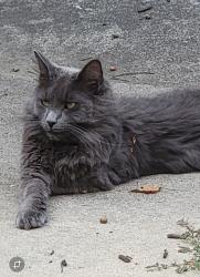 Lost Male Cat last seen Montebello Subdivisión, Greenville County, SC 29609