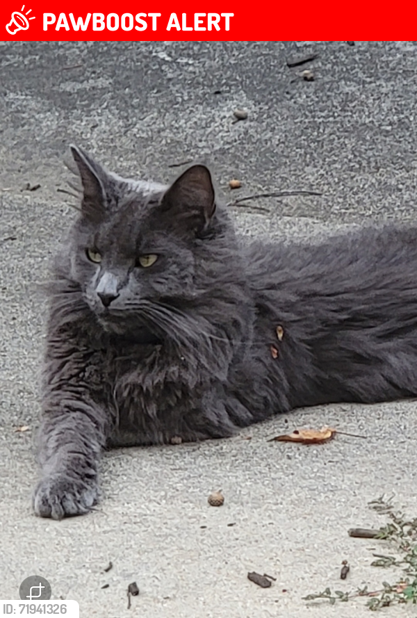 Lost Male Cat last seen Montebello Subdivisión, Greenville County, SC 29609