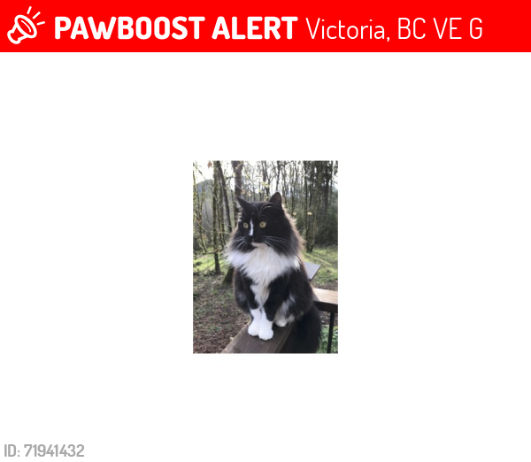 Lost Male Cat last seen Near Old West Saanich RD, Victoria bc, Victoria, BC V9E 2G8