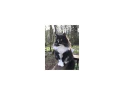 Lost Male Cat last seen Near Old West Saanich RD, Victoria bc, Victoria, BC V9E 2G8