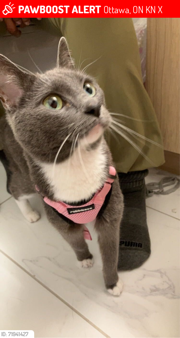 Lost Female Cat last seen St Germain Tennis courts, in the direction of Russel Ave, between Templeton and Mann, Ottawa, ON K1N 7X5