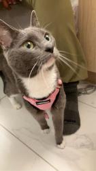 Lost Female Cat last seen St Germain Tennis courts, in the direction of Russel Ave, between Templeton and Mann, Ottawa, ON K1N 7X5