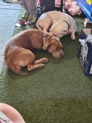 Lost Female Dog last seen Osgood Ct, Clinton, MD 20735
