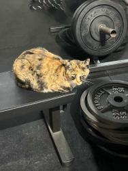 Lost Female Cat last seen Old Farm and Noriega, Bakersfield, CA 93312