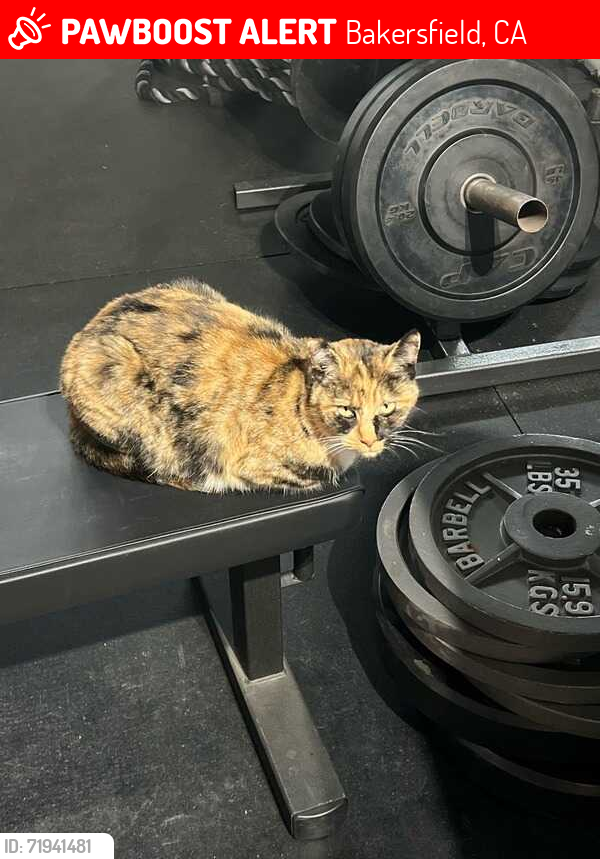 Lost Female Cat last seen Old Farm and Noriega, Bakersfield, CA 93312