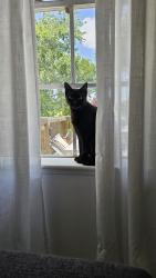 Lost Female Cat last seen Near & Blackhawk, Friendswood, TX 77546