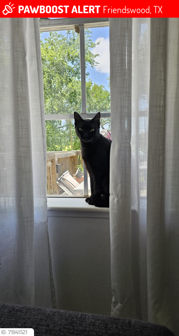 Lost Female Cat last seen Near & Blackhawk, Friendswood, TX 77546