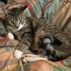 Lost Male Cat last seen Faloma, NE 6th, Marine Drive, Portland, OR 97211