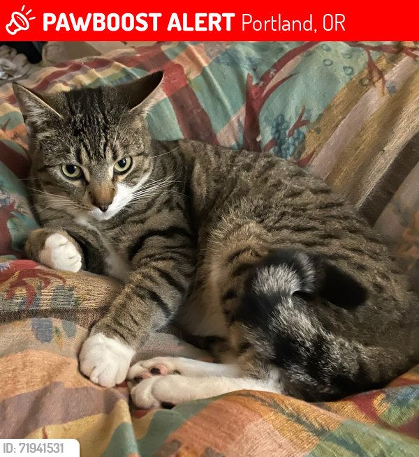 Lost Male Cat last seen Faloma, NE 6th, Marine Drive, Portland, OR 97211