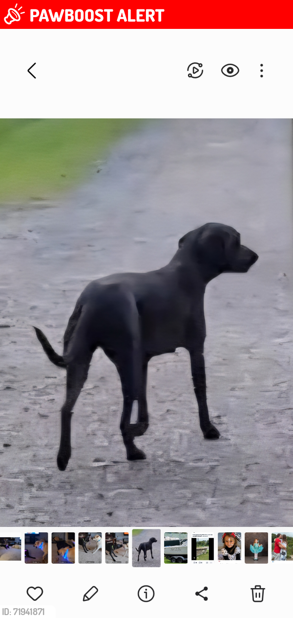Lost Female Dog last seen Rt 32 and Beech Bay Rd, Roper, NC, Washington County, NC 27970