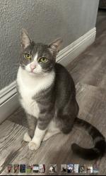 Lost Female Cat last seen Near Barca Creek Dr Perris CA, Perris, CA 92571