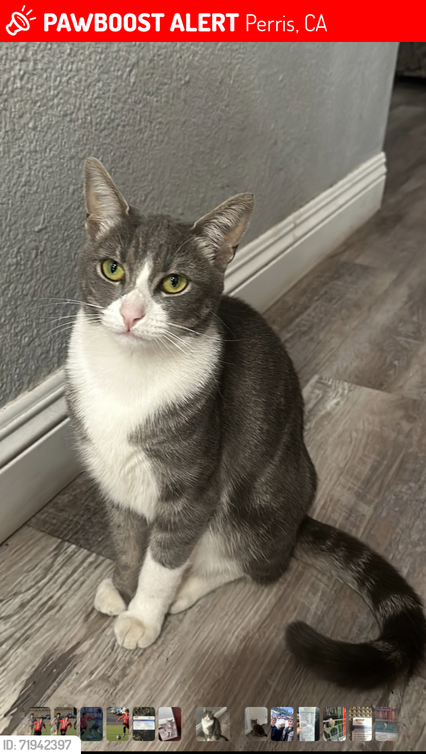 Lost Female Cat last seen Near Barca Creek Dr Perris CA, Perris, CA 92571