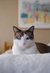 Lost Female Cat last seen Rio Ojo Caliente, Rio Arriba County, NM 87548