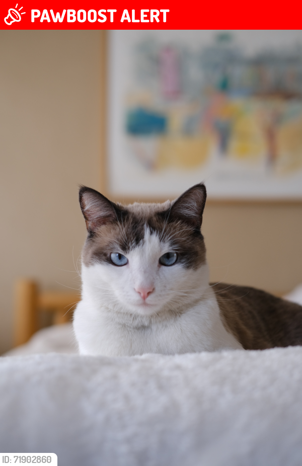 Lost Female Cat last seen Rio Ojo Caliente, Rio Arriba County, NM 87548