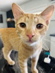 Lost Male Cat last seen Gilbert and Elliot, Gilbert, AZ 85296