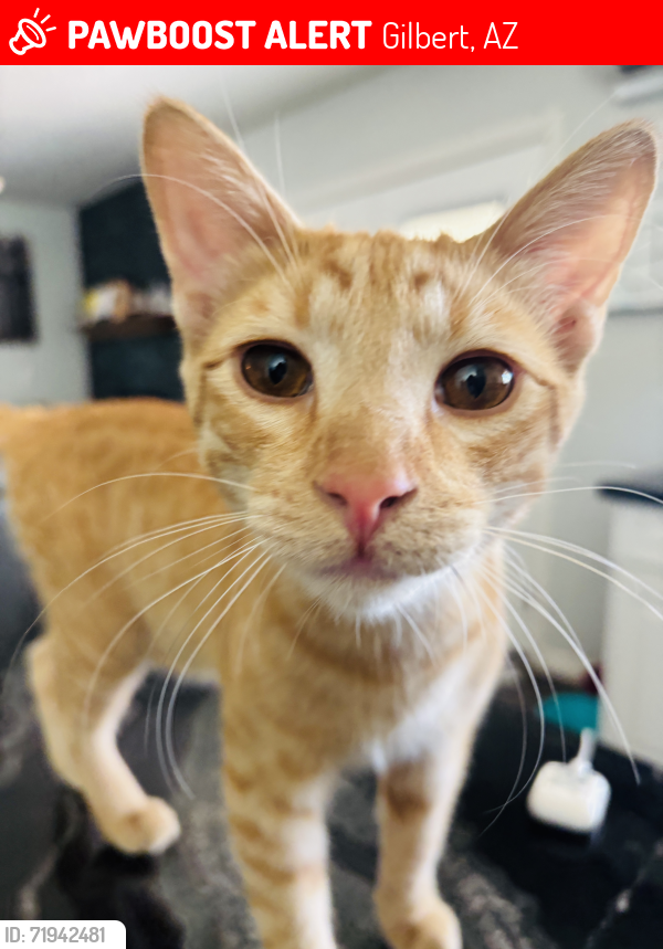 Lost Male Cat last seen Gilbert and Elliot, Gilbert, AZ 85296