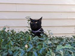 Reunited Male Cat last seen Dale and Pelandale, Modesto, CA 95356