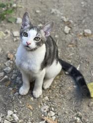 Lost Male Cat last seen Barca creek dr Perris CA, Perris, CA 92571