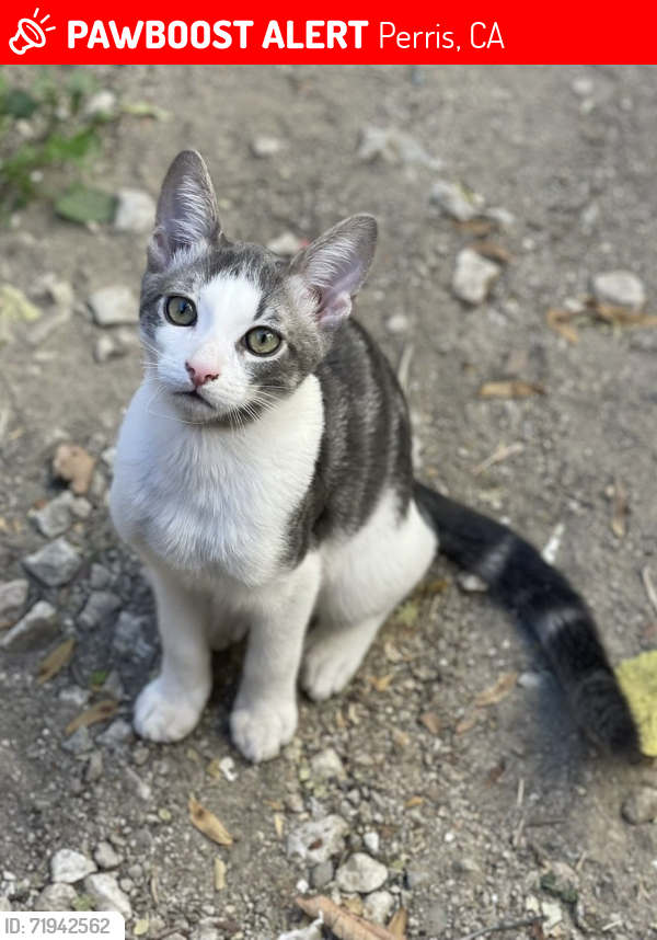 Lost Male Cat last seen Barca creek dr Perris CA, Perris, CA 92571