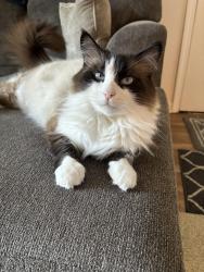 Lost Male Cat last seen Aliso creek rd and eastwing, Aliso Viejo, CA 92656