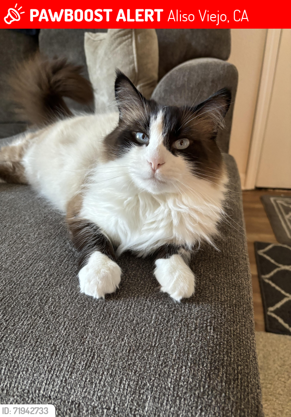 Lost Male Cat last seen Aliso creek rd and eastwing, Aliso Viejo, CA 92656