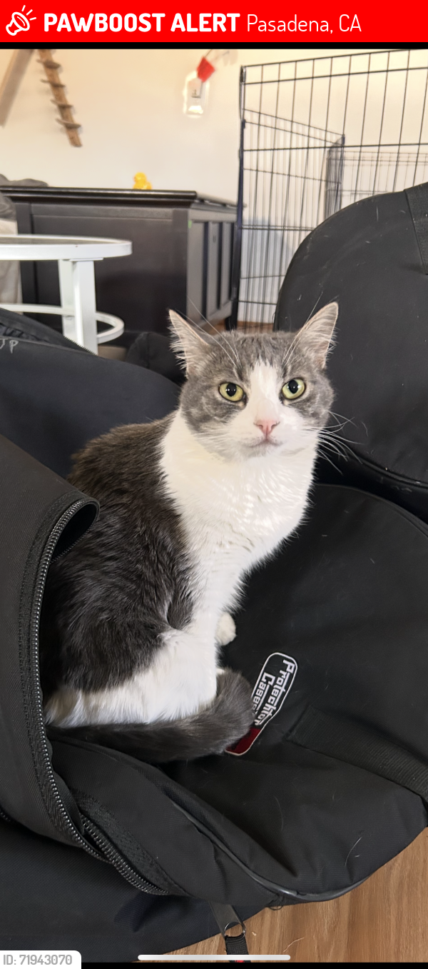 Lost Female Cat last seen E Woodbury rd and Allen ave , Pasadena, CA 91001