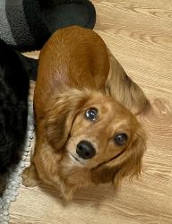 Lost Female Dog last seen Green Mountain Rd, Hendersonville, NC 28792