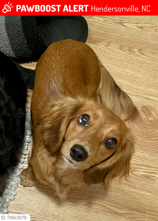 Lost Female Dog last seen Green Mountain Rd, Hendersonville, NC 28792