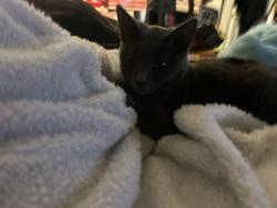 Reunited Female Cat last seen Gettysburg, Hayward, CA 94545