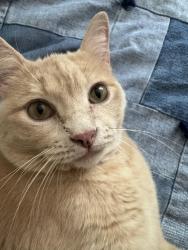 Lost Male Cat last seen Oak St and 6th Ave S, Grand Forks, ND 58201