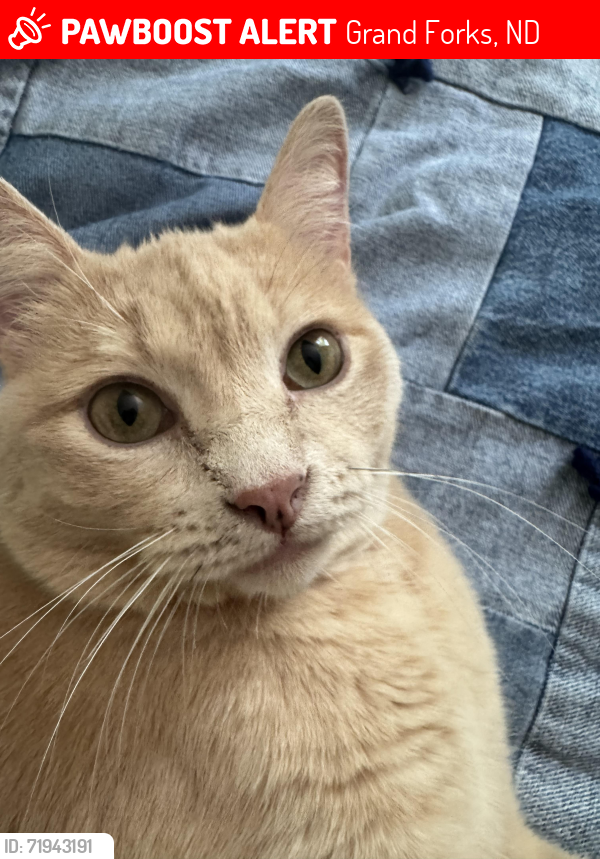 Lost Male Cat last seen Oak St and 6th Ave S, Grand Forks, ND 58201