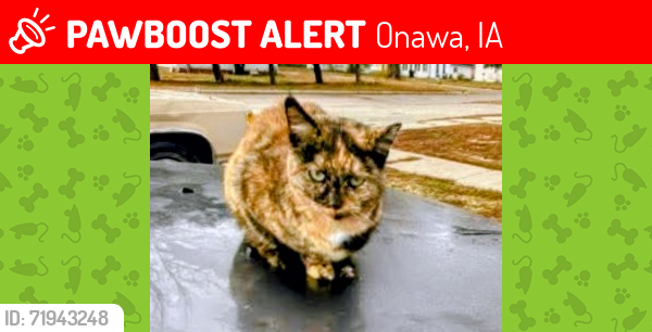 Lost Female Cat last seen Liberty Park, Onawa, IA 51040