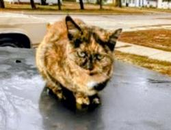 Lost Female Cat last seen Liberty Park, Onawa, IA 51040
