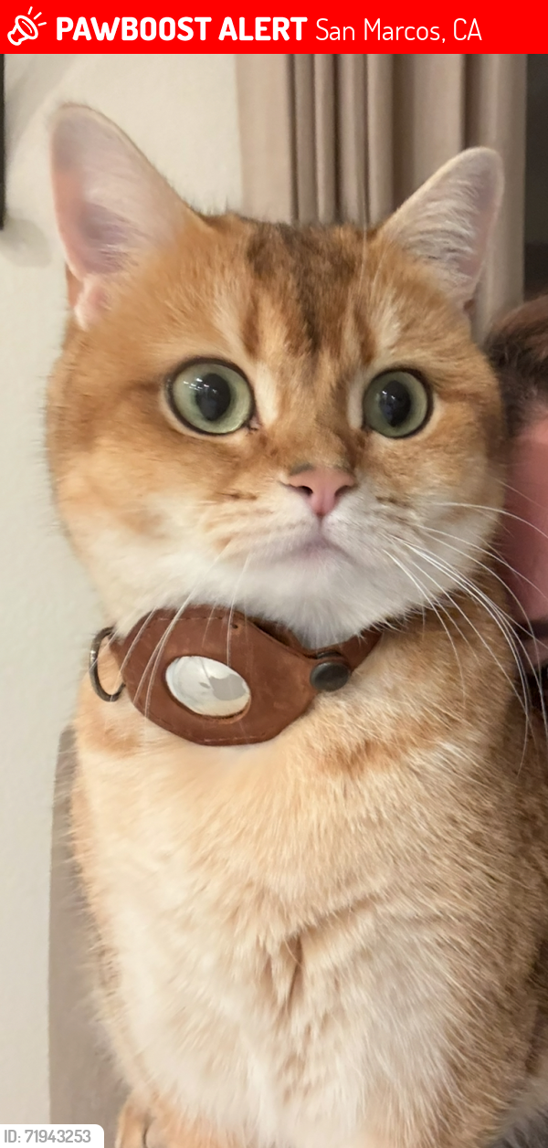 Lost Female Cat last seen Twin Oaks and Craven Rd, San Marcos, CA 92078