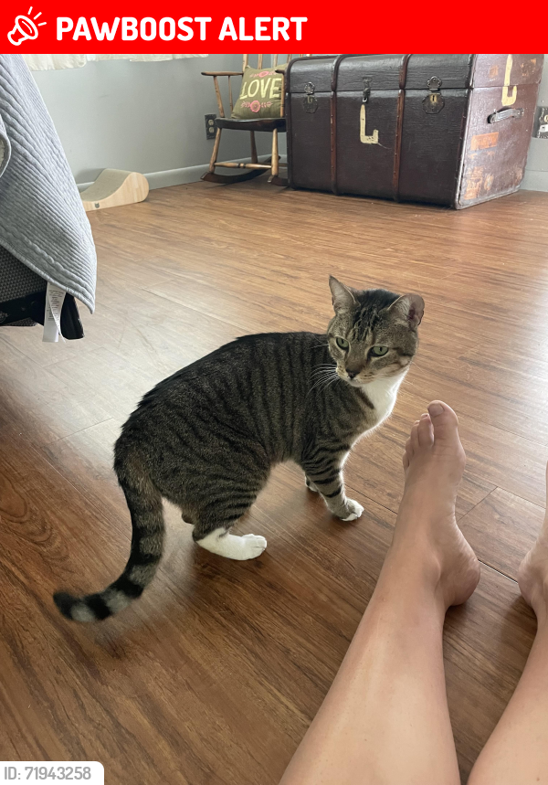 Lost Female Cat last seen Woodland Drive & Kings Road, Keystone Heights, FL 32656
