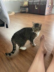 Lost Female Cat last seen Woodland Drive & Kings Road, Keystone Heights, FL 32656