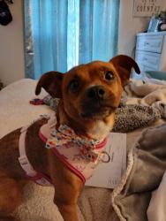 Lost Female Dog last seen E Carey and N Walnut, Las Vegas, NV 89115