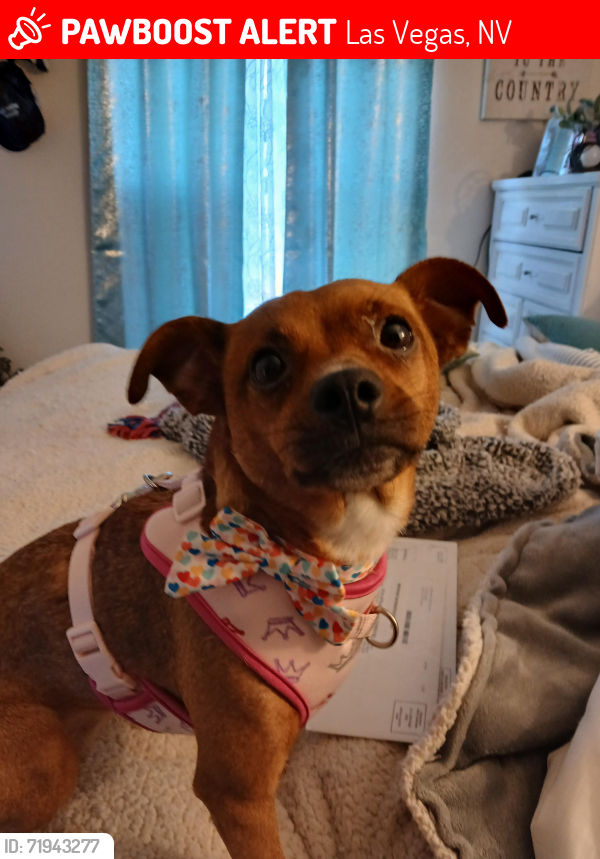 Lost Female Dog last seen E Carey and N Walnut, Las Vegas, NV 89115