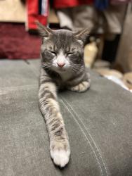 Lost Male Cat last seen Hwy 9, Arlington, WA 98223