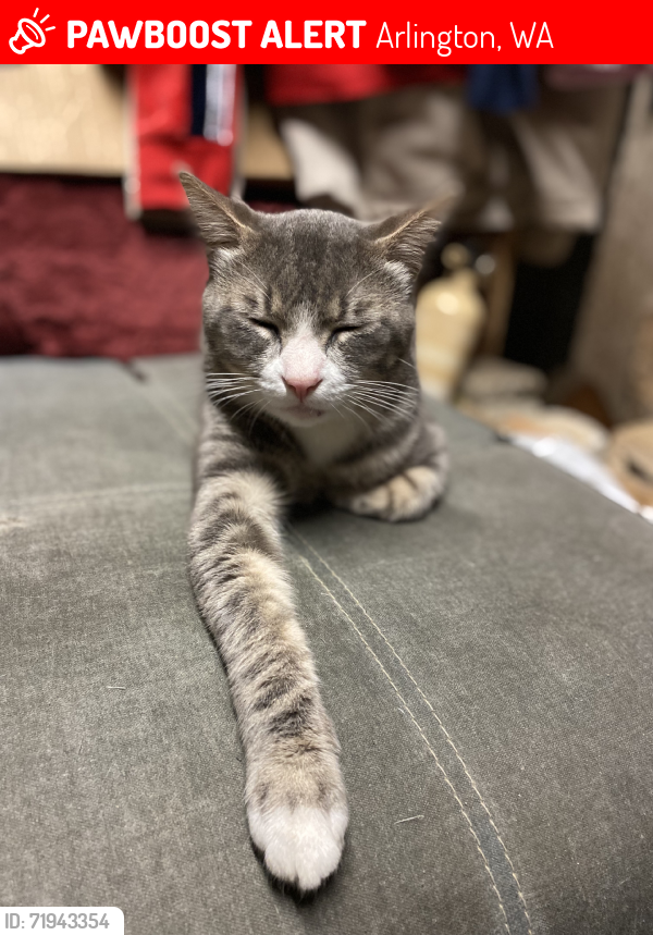 Lost Male Cat last seen Hwy 9, Arlington, WA 98223