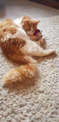 Lost Male Cat last seen Tissington village , Tissington, England DE6