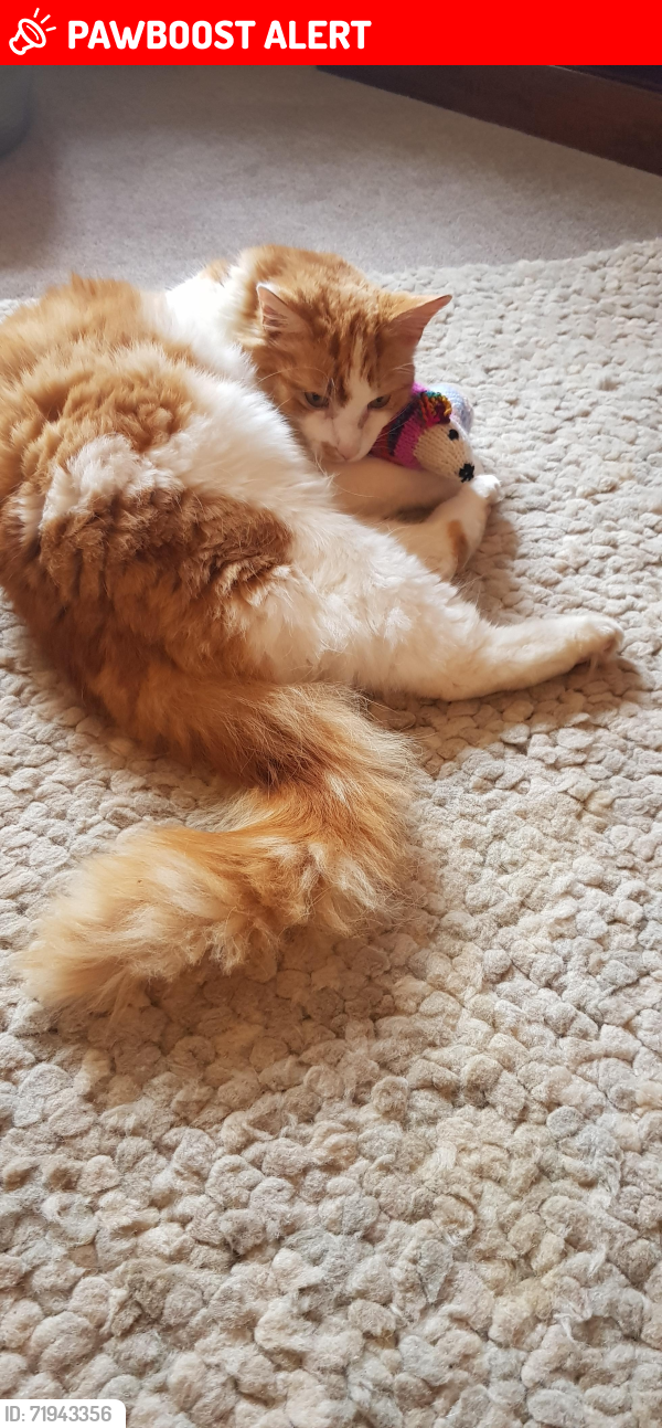 Lost Male Cat last seen Tissington village , Tissington, England DE6