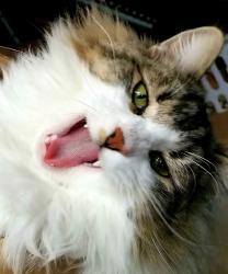 Lost Male Cat last seen Mountain View and Harbor Heights Dr, Port Orchard, WA 98366