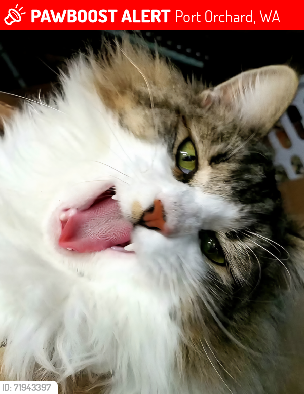 Lost Male Cat last seen Mountain View and Harbor Heights Dr, Port Orchard, WA 98366
