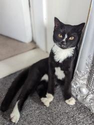 Lost Female Cat last seen Sefton Park Road/Lodge Lane , Toxteth, England L8