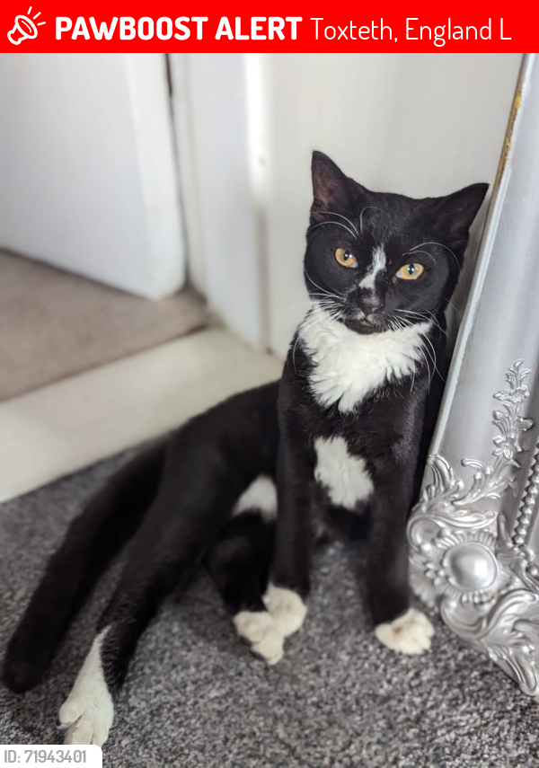 Lost Female Cat last seen Sefton Park Road/Lodge Lane, Toxteth, England L8