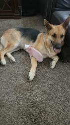 Lost Female Dog last seen Oasis & 138, Piñon Hills, CA 92372