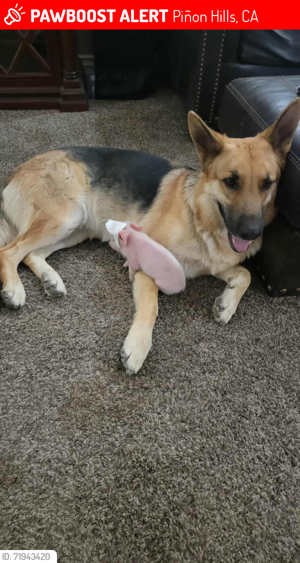 Lost Female Dog last seen Oasis & 138, Piñon Hills, CA 92372