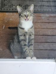 Lost Female Cat last seen Middle of Mars Street. , Epping, NSW 2121