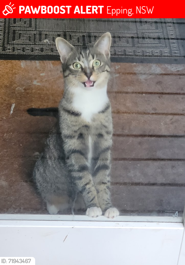Lost Female Cat last seen Middle of Mars Street. , Epping, NSW 2121